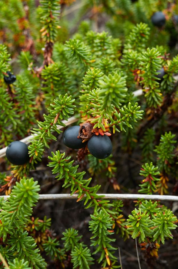Crowberries