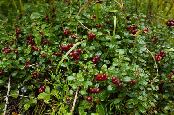 Lingonberry
